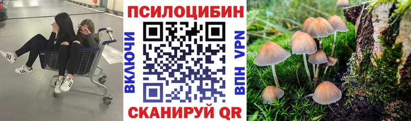 где купить   Малгобек  Галлюциногенные грибы Magic Shrooms 